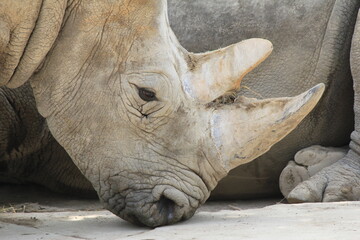Obraz premium white rhino close up