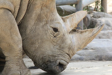 rhino in the sun