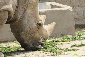 Obraz premium rhino in the sun