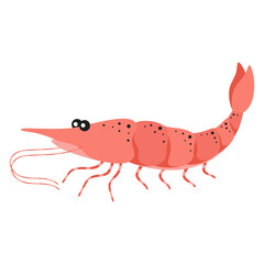 shrimp isolated, flat style