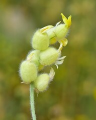 wild plants flowers. wild yellow flower photos.