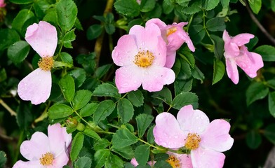 Naklejka premium Natural flowers growing in rural areas. rosehip flower photos.
