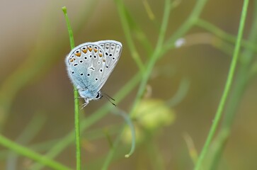 wildlife photos. photos of butterflies in natural areas.