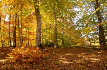 rural areas and landscapes. Autumn season and photos of trees and forests with yellowed leaves.