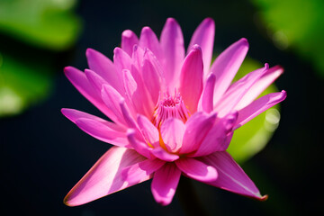 Vibrant Pink Water Lily Blooming in Tranquil Garden Pond Environment