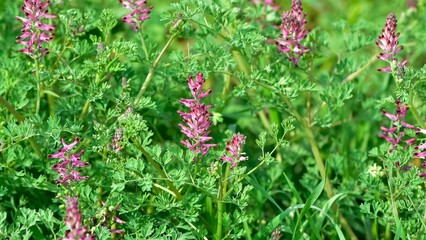 photographs of medicinal herbs and flowers growing in rural areas.