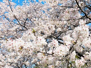 桜満開