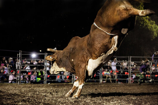 Rodeo bull bucking in the ring