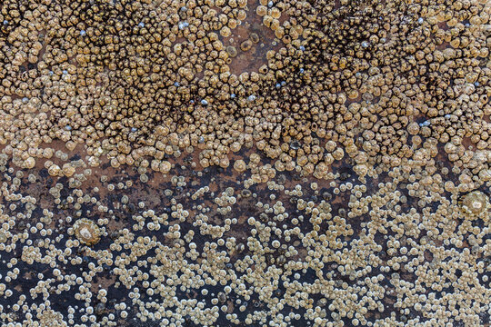Barnacle shells making seaside texture on rock face