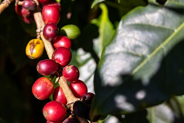 Close-up of ripe and unripe coffee cherries on a branch in natural sunlight