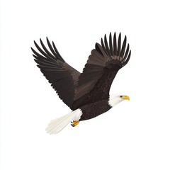 Fototapeta premium A dynamic eagle in flight clipart, bird element, realistic style, brown and white feathers, isolated on white background
