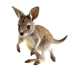 Playful Baby Kangaroo Hopping Isolated on Transparent Background