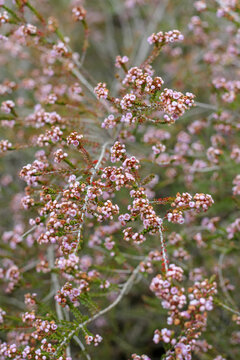 Thryptomene shrub in flower