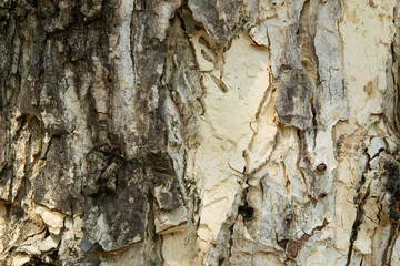 The bark of a naturally aged tree