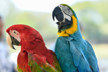 portrait blue and gold macaw free flying parrot.