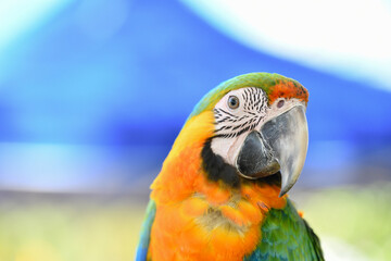 portrait shamrock macaw hybrid macaw free flying  parrot.