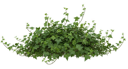 Obraz premium Lush green ivy plant cascading gracefully over a garden wall in a serene outdoor setting