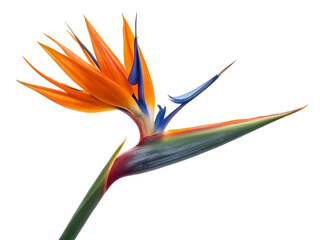 strelitzia flower on white background