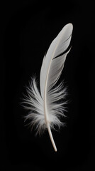 delicate white feather with soft, fluffy edges, set against black background, evokes sense of lightness and elegance
