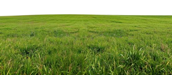 PNG Field nature grassland landscape.
