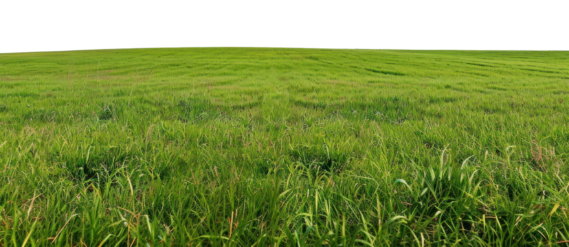 PNG Field nature grassland landscape.