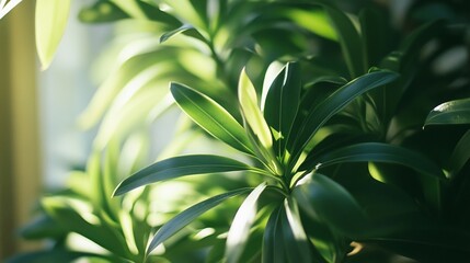 Lush green indoor plant foliage in sunlight