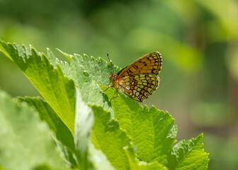 The heath fritillary (Mellicta athalia) butterfly resting on green leaf
