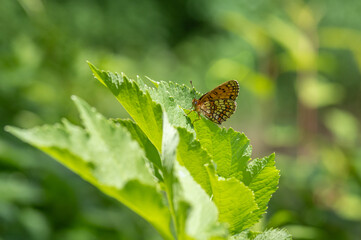 The heath fritillary (Mellicta athalia) butterfly resting on green leaf