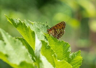 The heath fritillary (Mellicta athalia) butterfly resting on green leaf
