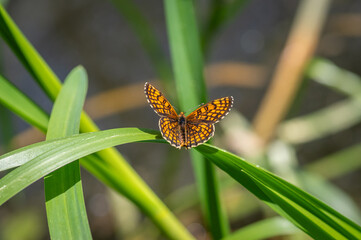 The heath fritillary (Mellicta athalia) butterfly resting on green reeds
