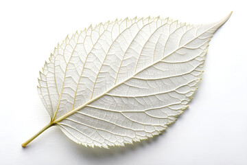 white leaf isolated on white background