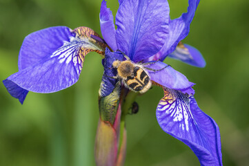 Closeup of the Eurasian bee beetle (Trichius fasciatus) on beautiful violet-blue flower of Siberian iris