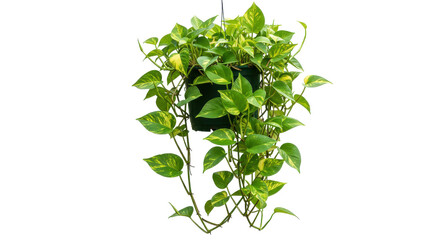 Lush green hanging plant with cascading vines, enhancing indoor decor and ambiance