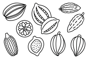 Cacao fruit line art illustration for packaging design