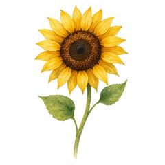 Watercolor Illustration of a Vibrant Sunflower with Green Leaves