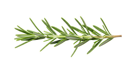 Fototapeta premium Sprig of fresh rosemary showing fine needle-like green leaves on transparent background