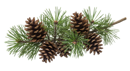 Close-up of pine branch with cones showcasing natural textures and vibrant greenery