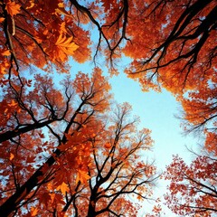 Looking Up Through Autumn Trees with Red Leaves Against Blue Sky