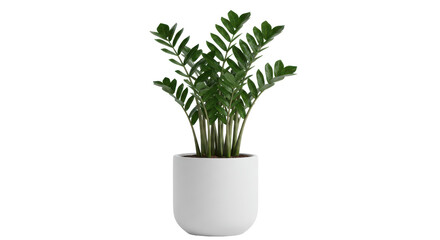 Obraz premium Lush green plant in a modern white pot, enhancing indoor decor with vibrant foliage