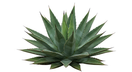 Fototapeta premium Close-up of a vibrant agave plant showcasing its sharp leaves in a natural setting