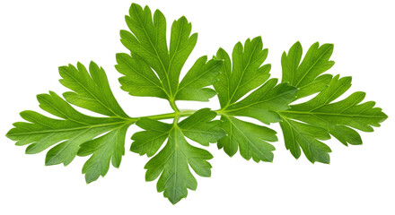 Fresh green parsley leaves arranged elegantly on a white background for culinary use