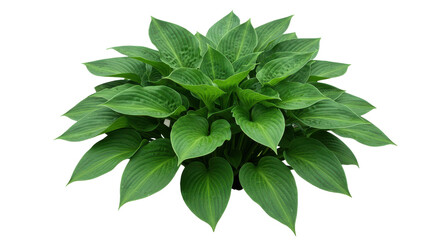 Fototapeta premium Lush green hosta plant with broad leaves thriving in a bright, natural setting