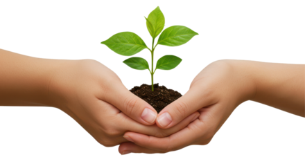 Two hands nurturing a small plant, symbolizing growth and environmental care