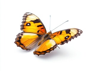Orange Winged Butterfly Perched on White Background for Nature Illustration