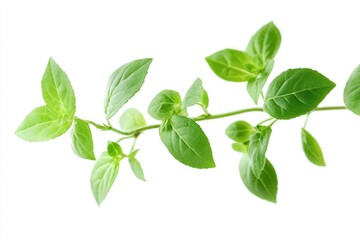 Obraz premium Fresh Basil Leaves on Branch Isolated for Culinary Herb Illustration
