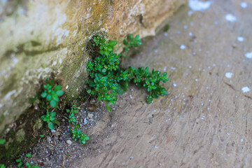 Close-Up of Moss on Damp Wall, Organic Grunge Surface Detail