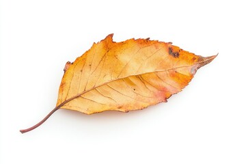 Close-up of a Single Decaying Fall Leaf with Textured Surface