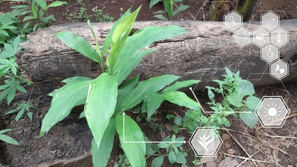 Turmeric plant grows naturally near a log in a tropical outdoor setting, with digital agriculture icons overlayed to represent smart farming concept and plant monitoring iot technology