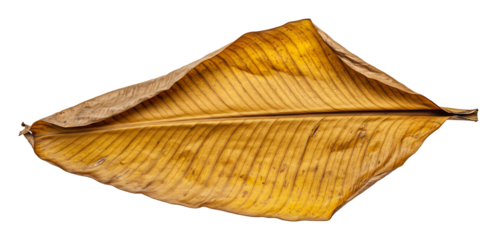Dried Banana Leaf Golden Hues Studio Shot. AI Generated