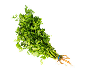 Green coriander on PNG background